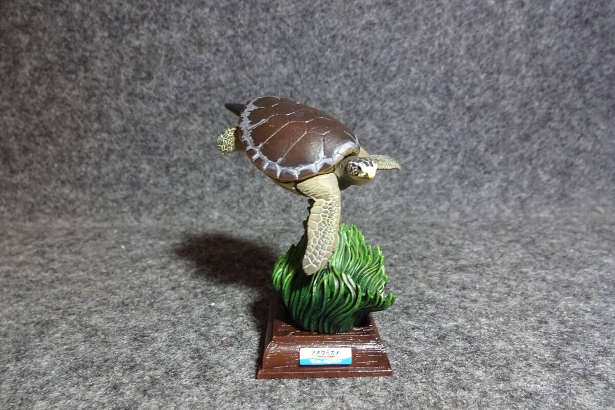 Amazon.co.jp: 鳥羽水族館 アオウミガメ (カメ吉) ネイチャー